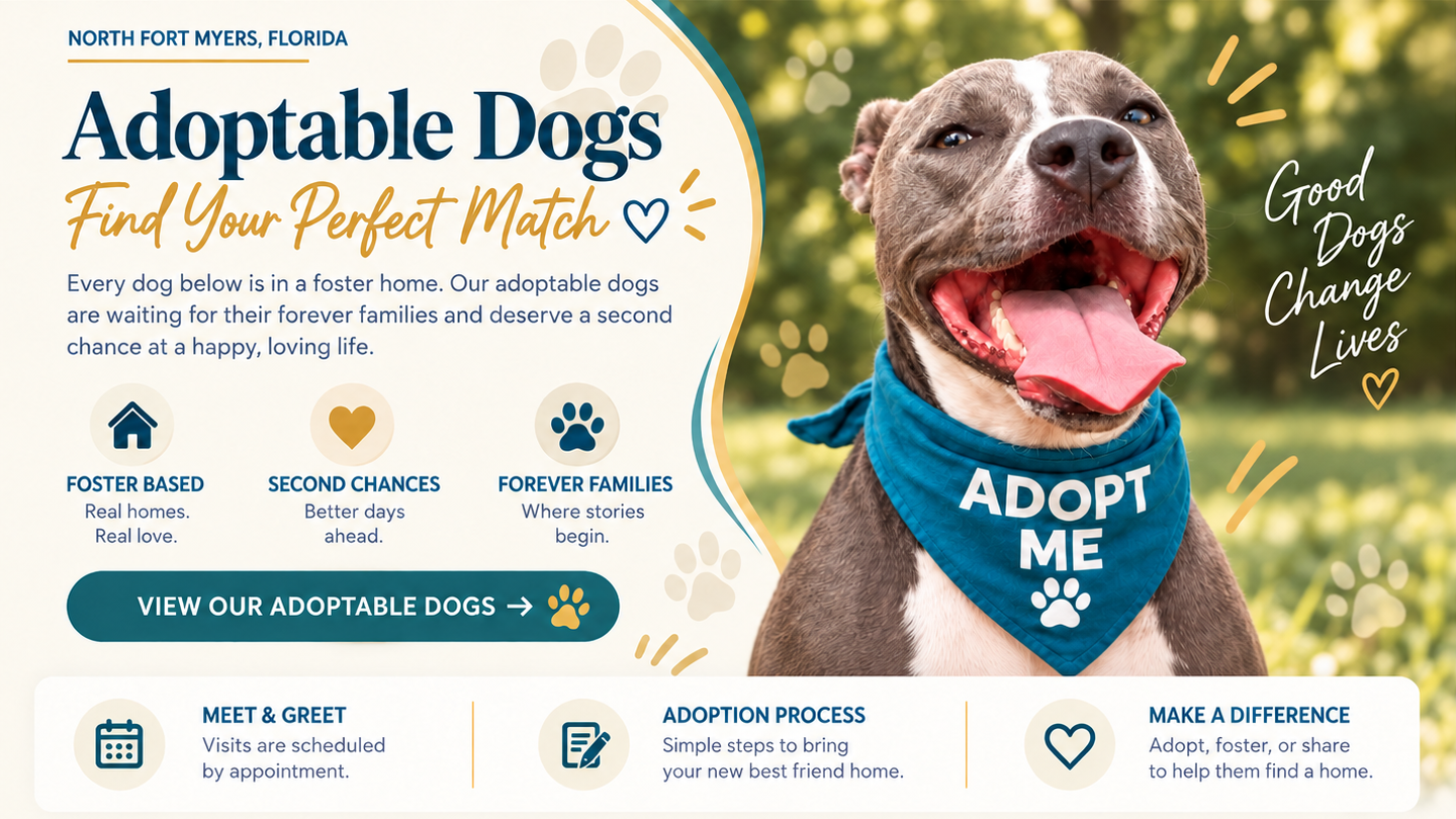 North Fort Myers, Florida. Adoptable Dogs — Find Your Perfect Match. Every dog below is in a foster home. Our adoptable dogs are waiting for their forever families and deserve a second chance at a happy, loving life. Foster based, second chances, forever families. Meet and greet visits are scheduled by appointment.