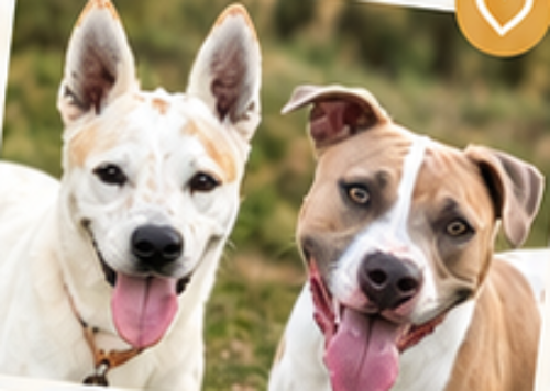 Two rescue dogs together