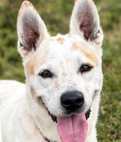 White rescue dog with tongue out