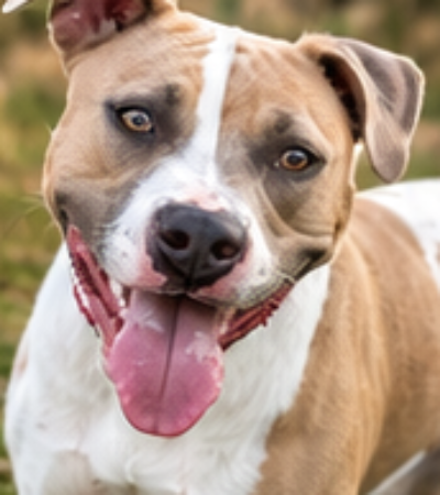Tan and white rescue dog smiling