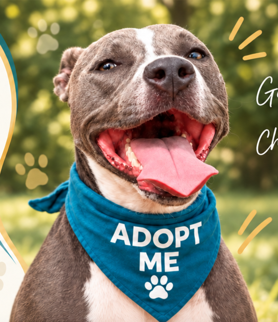 Smiling rescue dog wearing a blue Adopt Me bandana