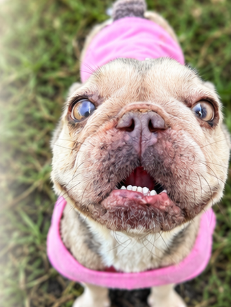 A sweet rescue pup in a pink sweater looking up